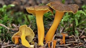 Cantharellus_lutescens_01